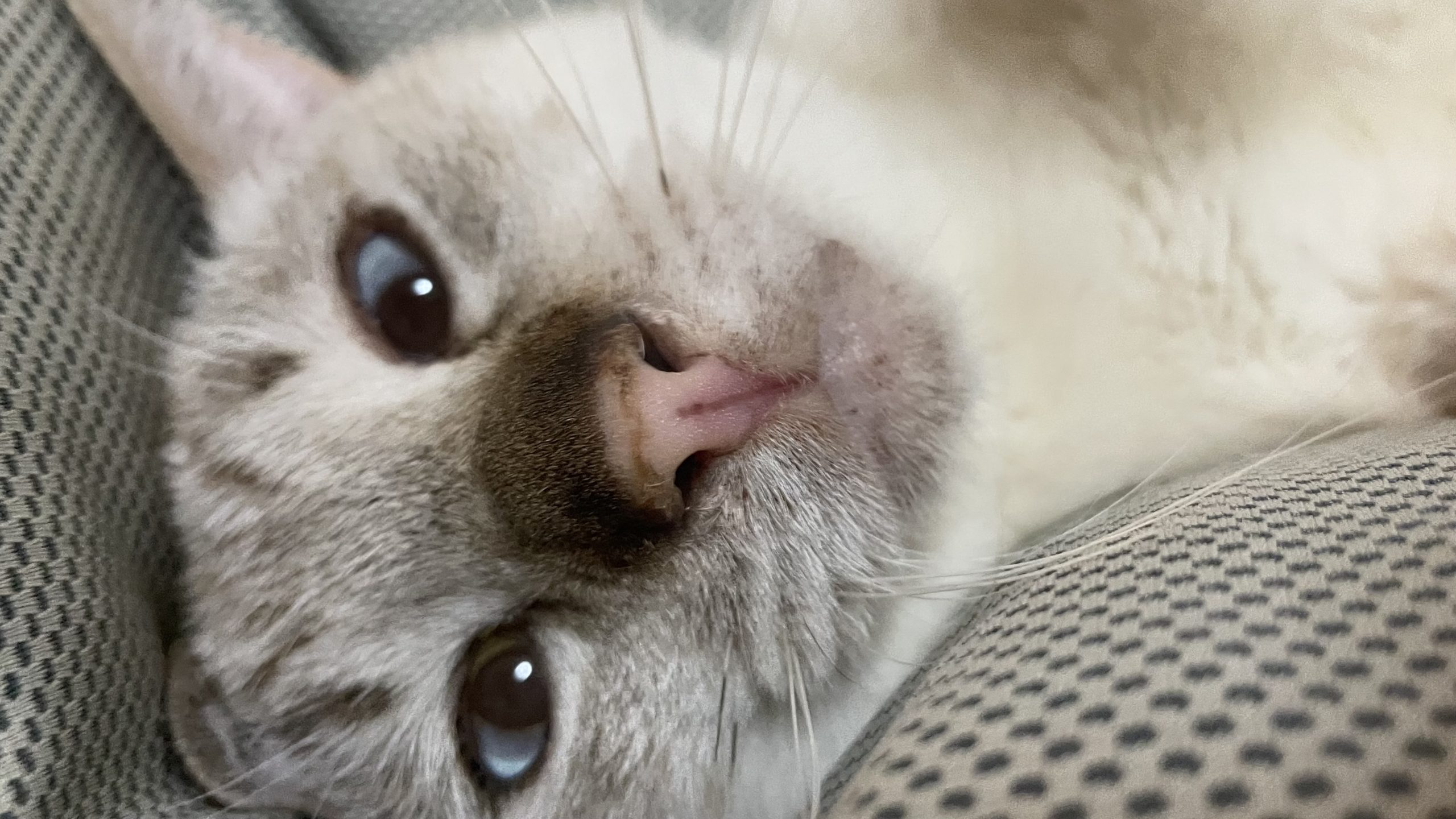 保護猫ハウスぐるる